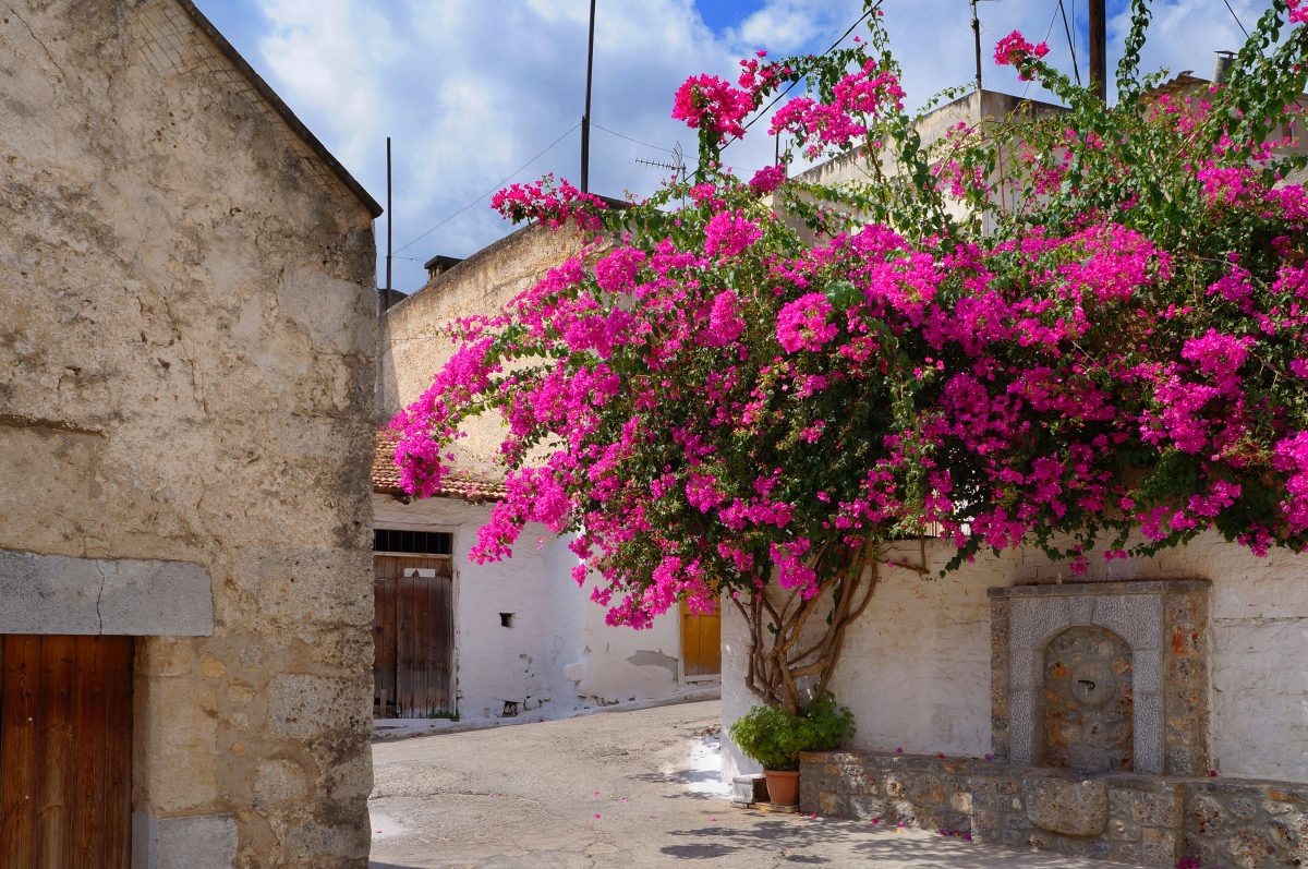 A street in Kritsa with bougainvillea flowers