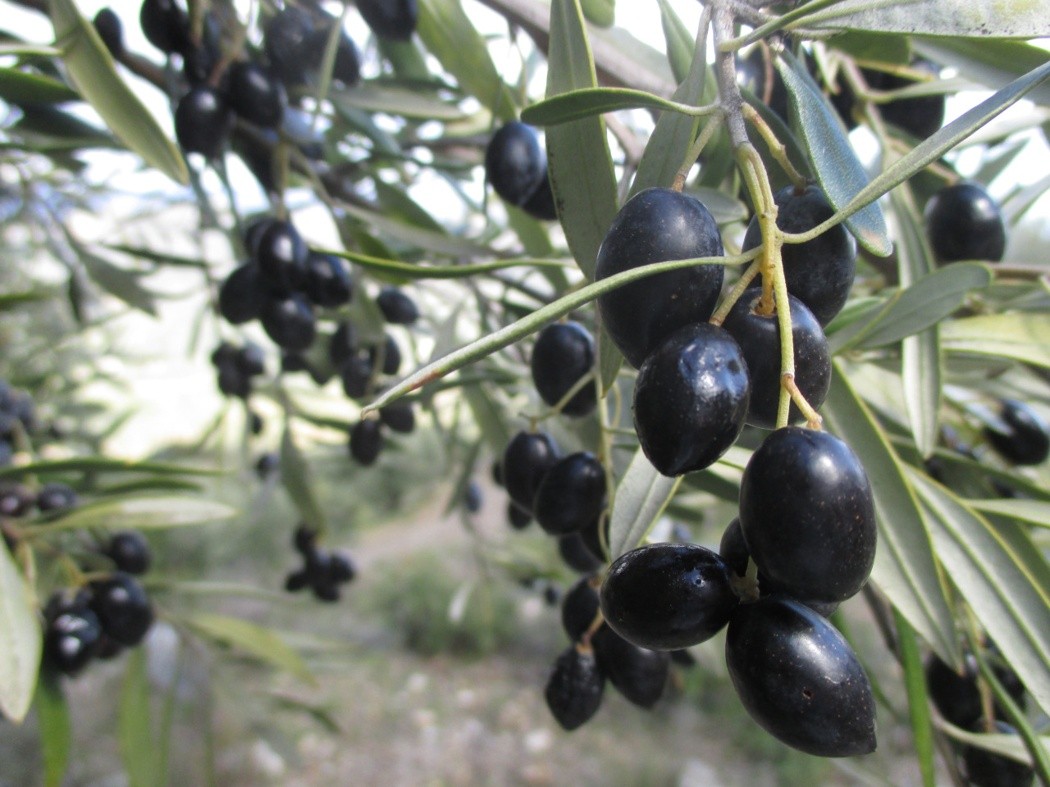 Olives on the tree