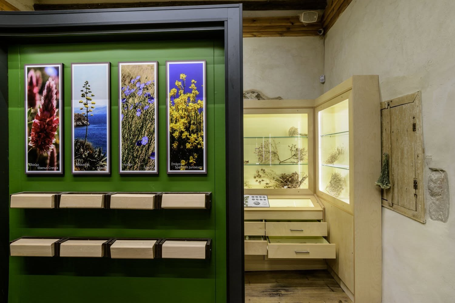 Botanical display wall inside Rodanthi Museum