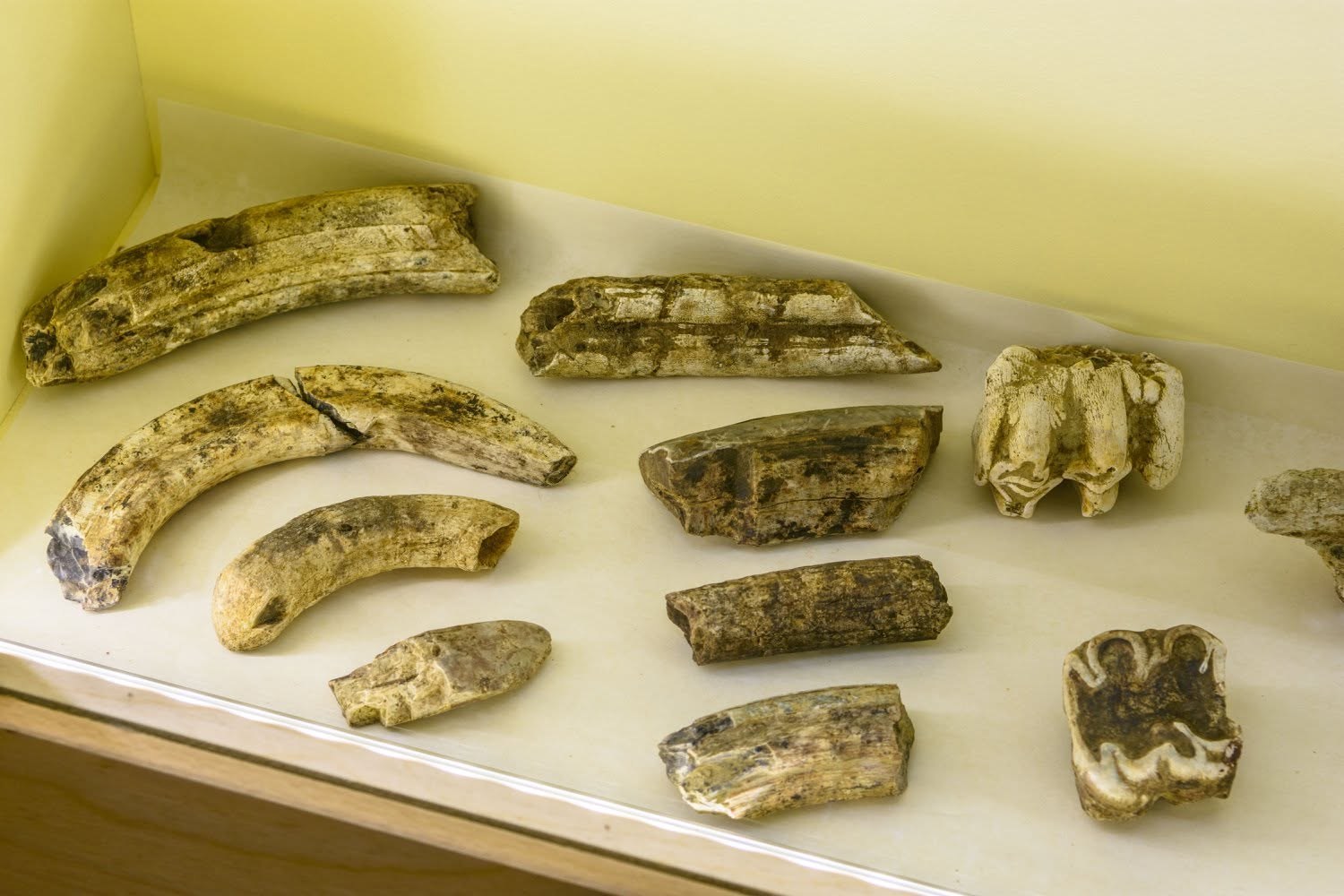 Fossil teeth and bone specimens in the museum