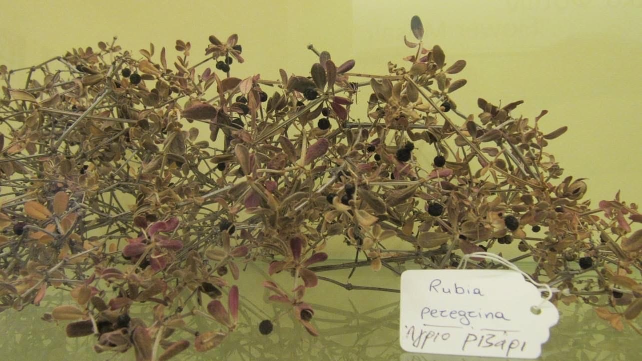 Rubia peregrina plant specimen in the museum