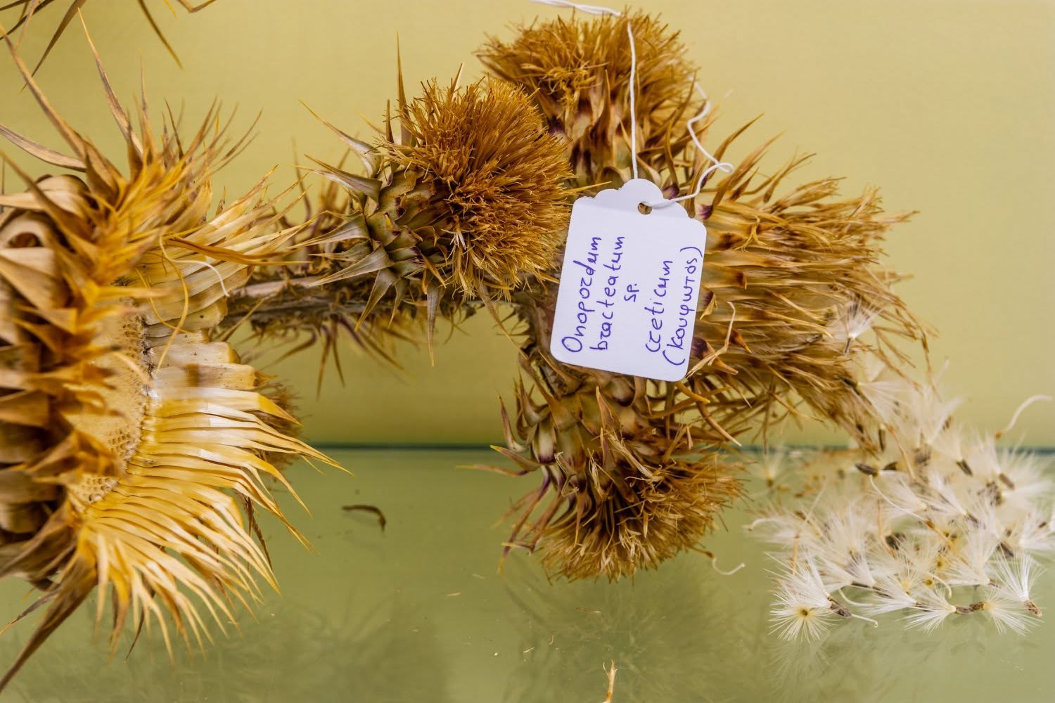 Dried thistle specimen with botanical label