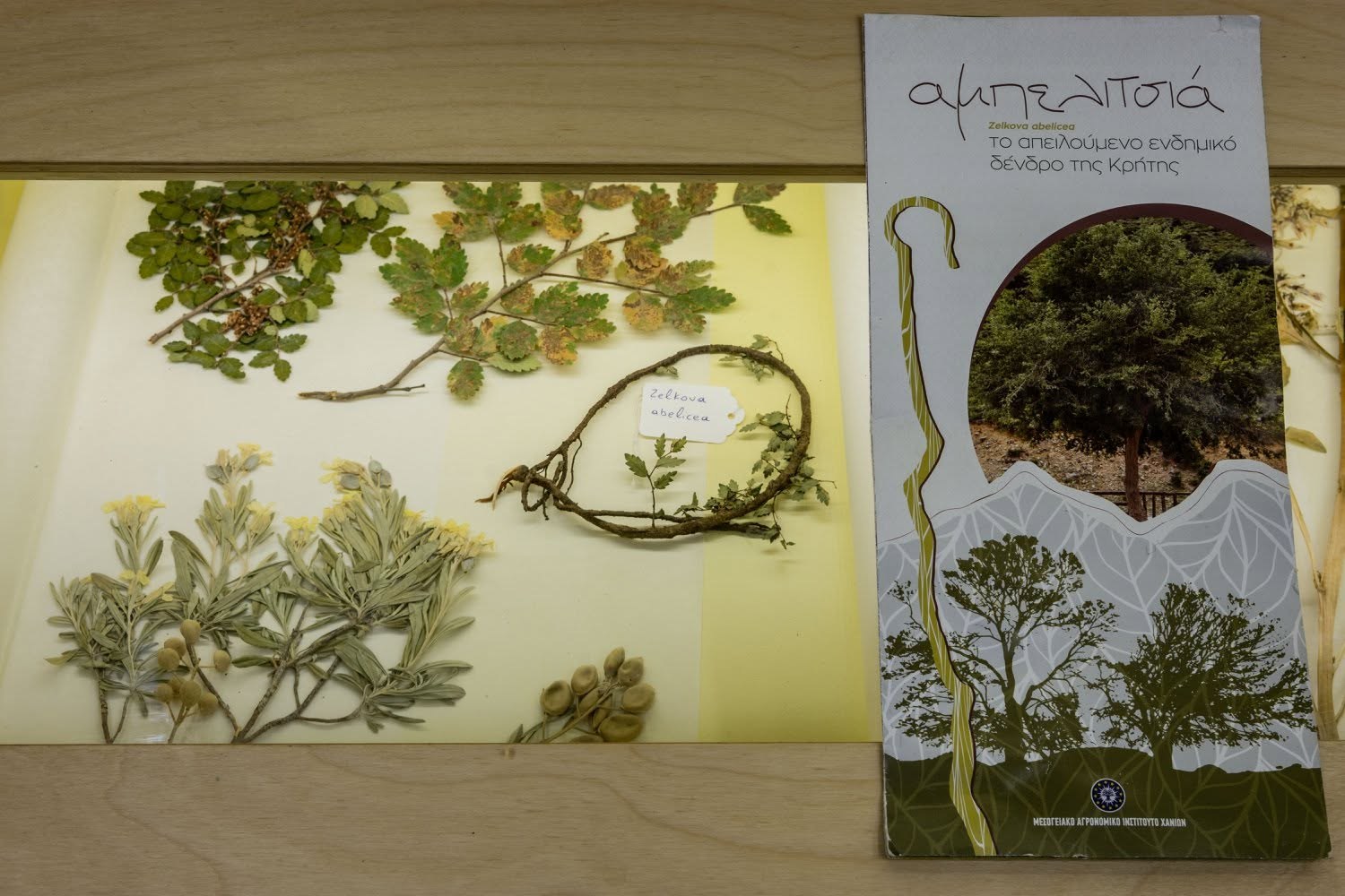 Zelkova abelicea display in Rodanthi Museum